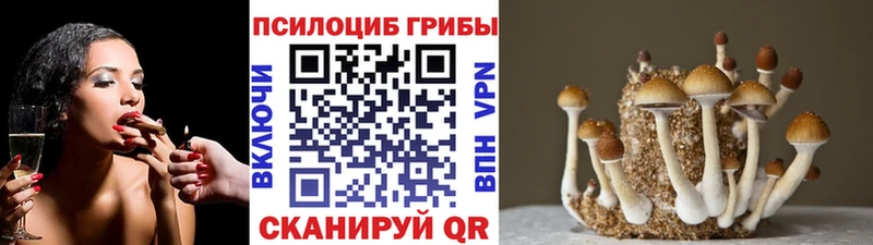 как найти закладки  Вязьма  Галлюциногенные грибы Psilocybe 